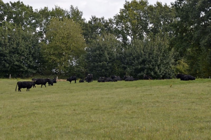 Bei Familie Eckert Leben Rund 210 Welsh Black Groesstenteils Auf Naturschutzflaechen In Ganzjaehriger Weidehaltung