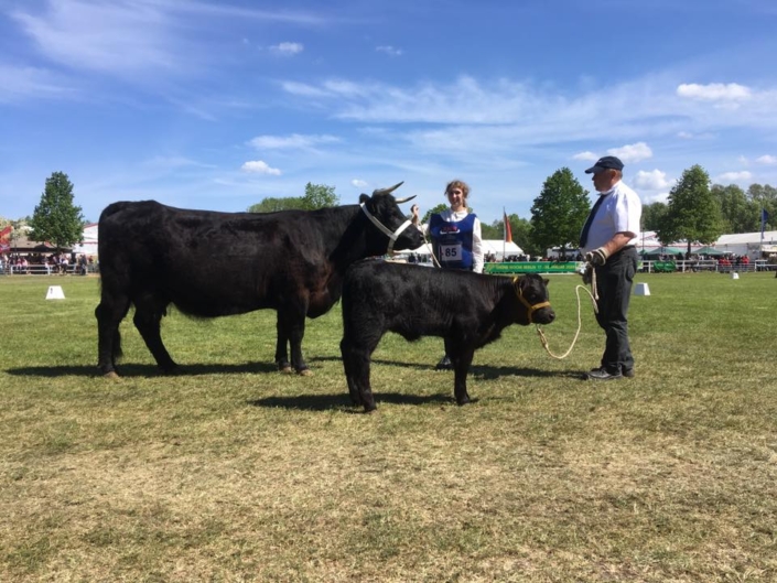 Detlef Jacob Mit Seiner Welsh Black Kuh Und Kalb Bei Fuss