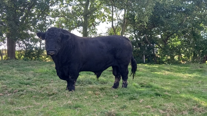 3. Platz Bullen/3rd champion bulls: "Seisiog Bedwyr 161st" geb./born: 2014-06-04 Besitzer/owner: Rhys Jones