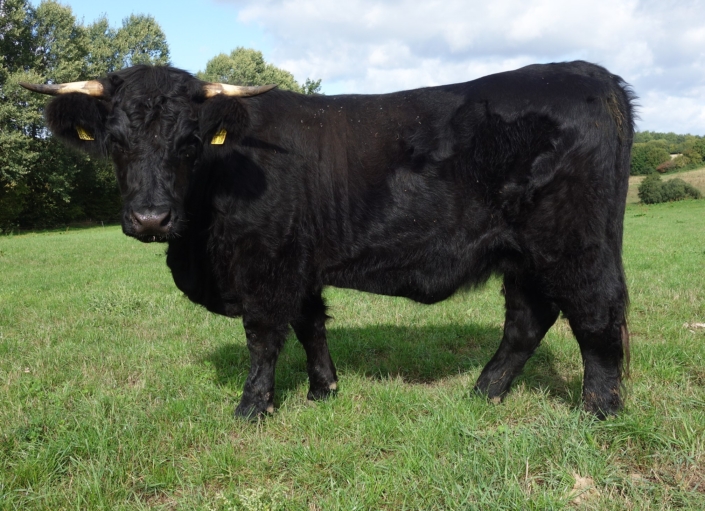 3. Platz Färsen/3rd champion heifers: "Benta" geb./born: 2020-05-29 Besitzer/owner: Sabine und Olaf Eckert