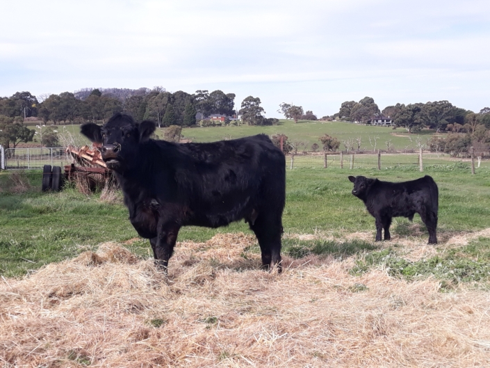 "Buchanan Park Rita" Allan & Jill Furborough aus Australien/from Australia