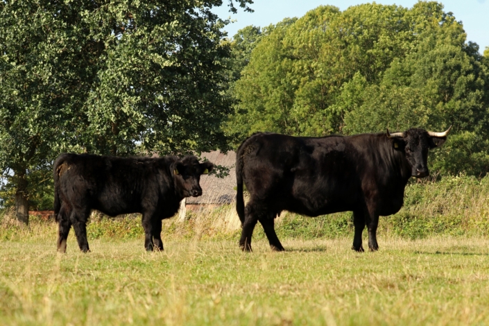 Reservesiegerin Kühe/Reserve champion cows "Charlotte + Charly" geb./born: 2013-07-15 + 2022-03-03 Besitzer/owner: Franziska Michaelis