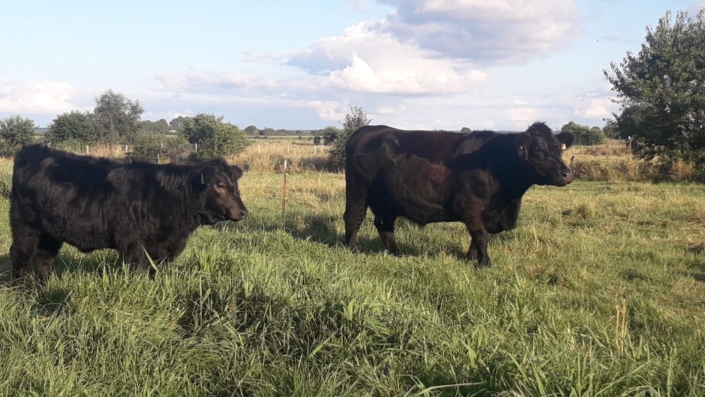 3. Platz Kühe/3rd champion cows: "Lotte + Luzie" geb./born: 2018-03-09 + 2022-04-14 Besitzer/owner: Martin Pankonin