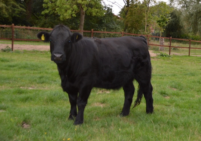 Siegerin Färsen/Champion heifers "Lucy" geb./born: 2021-04-02 Besitzer/owner: Heike und Jan Wagner