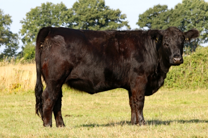 Reservesiegerin Färsen/Reserve champion heifers "Madita" geb./born: 2021-03-04 Besitzer/owner: Franziska Michaelis