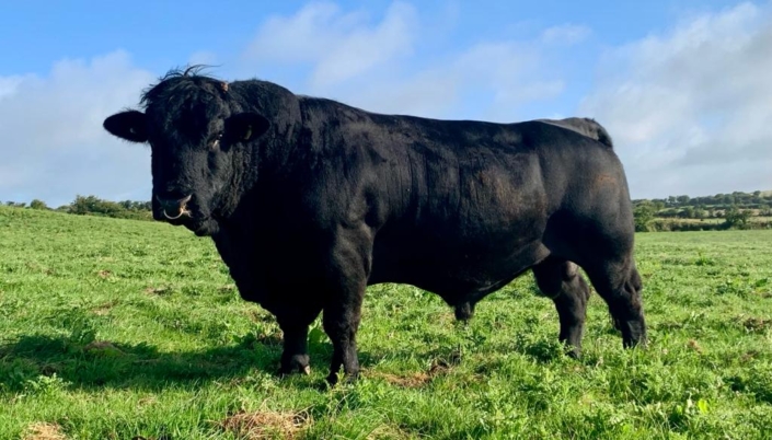 Sieger Bullen/Champion bulls "Gerddi John" geb./born: 2013-10-16 Besitzer/owner: Iolo Davies