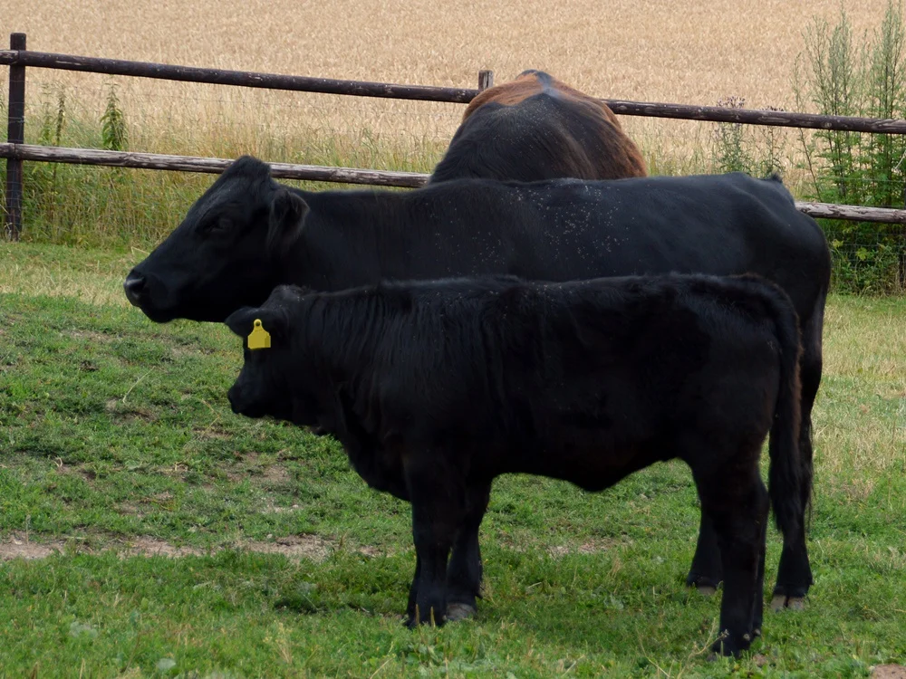 Welsh Black Kuh mit Kalb hornlos