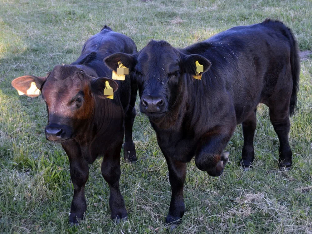 Welsh Black Kälber