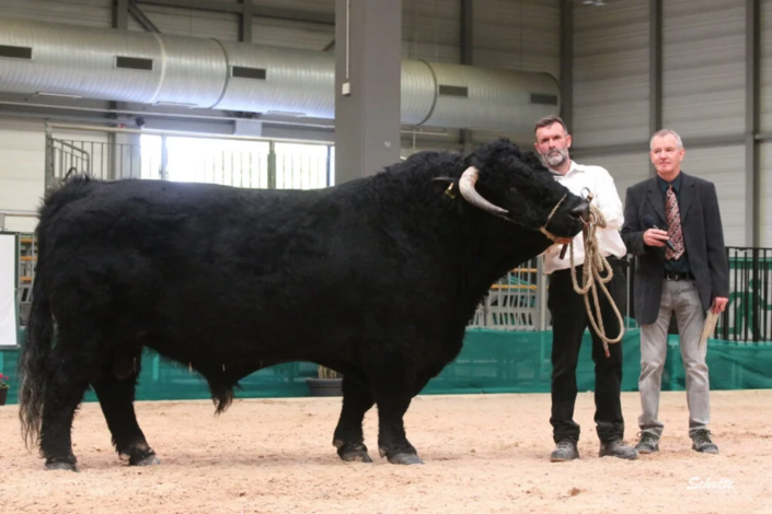 Bruno LWB Schroeder Rinderallianz Welsh Black