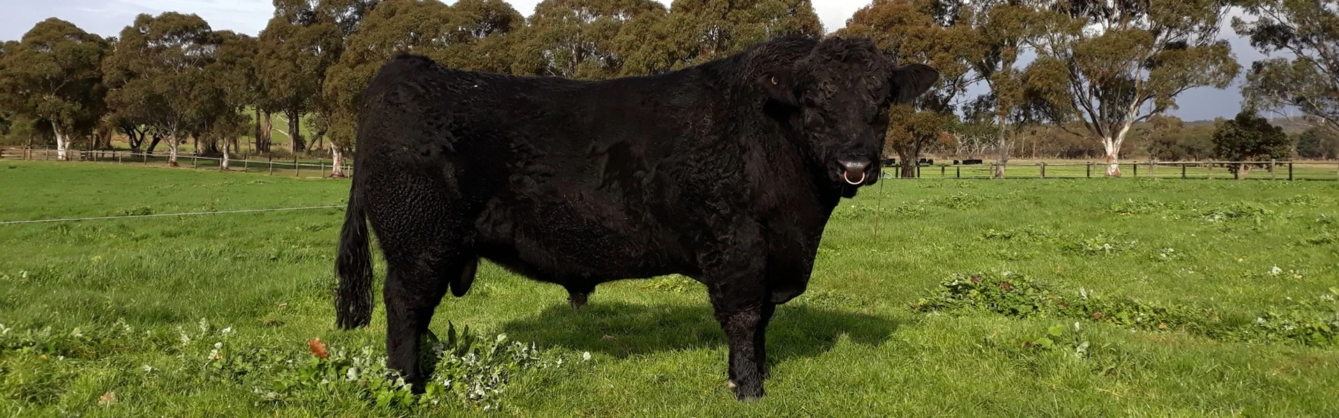 Buchanan Park Quality Mack