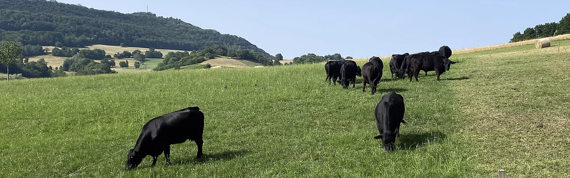 Welsh Black Herde