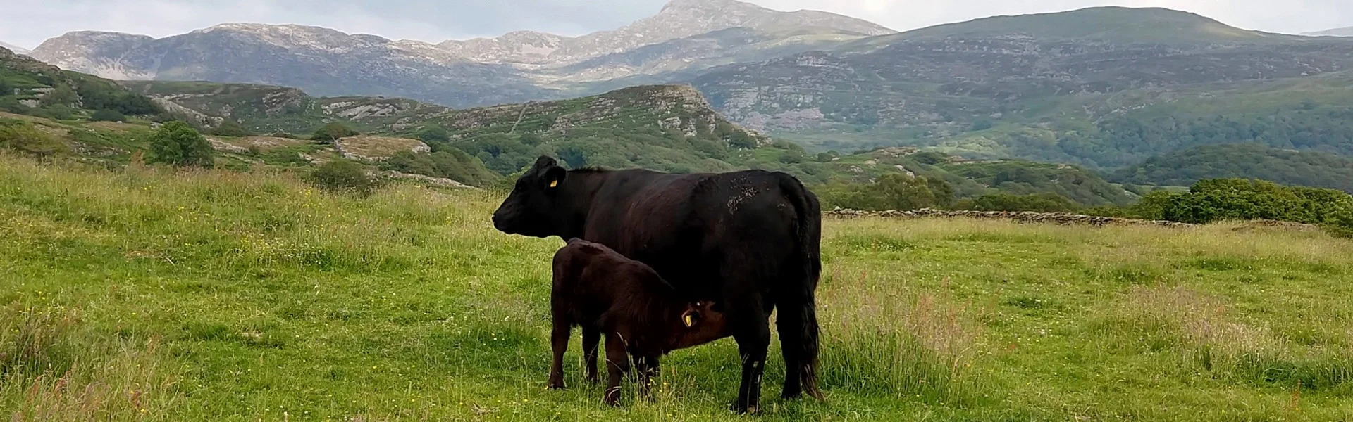 Welsh Black Rinder Kuh mit Kalb