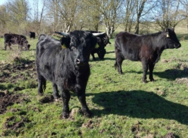 Welshblack vom Holmkamp