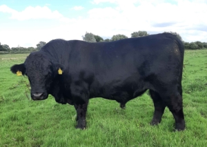 Welshblack vom Holmkamp