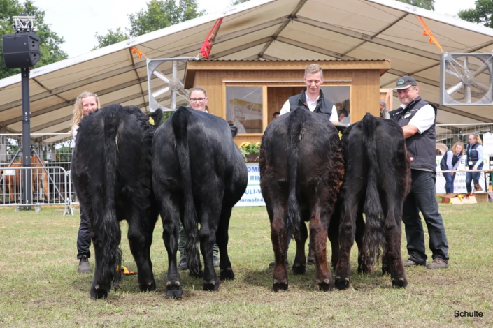 Schauklasse 1 Welsh Black Rinder