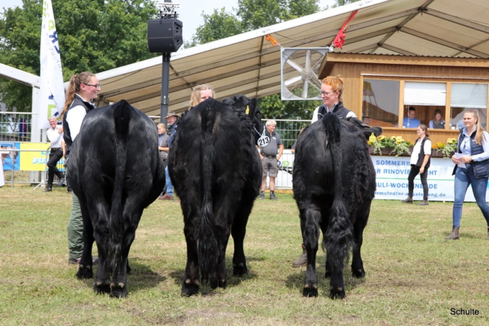 Schauklasse 2 Welsh Black Rinder
