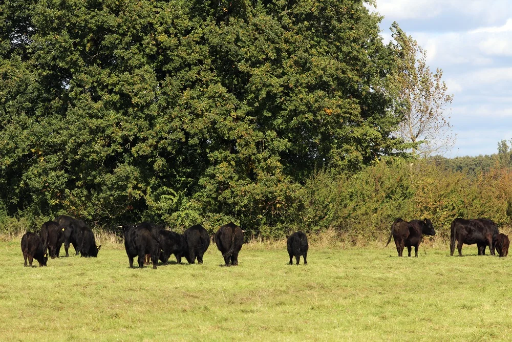 Welsh Black als Landschaftspfleger