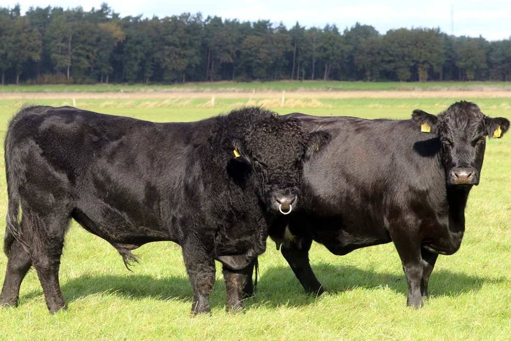 Welsh Black Bulle mit Kuh