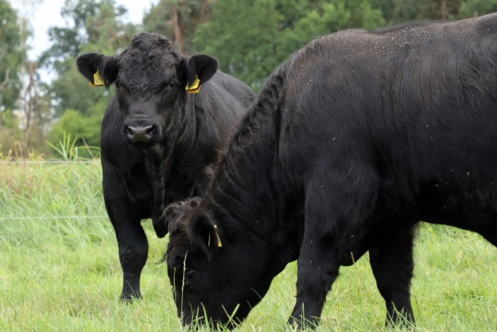 Welsh Black hornlos