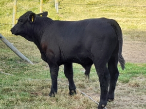 3 Perlen aus dem Ambergau