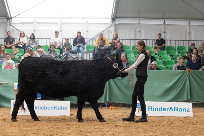 Welsh Black Bonny