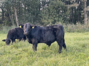 Miniaturansicht für das Anzeigenbild