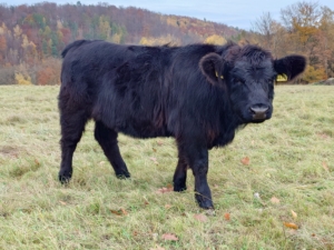 Miniaturansicht für das Anzeigenbild