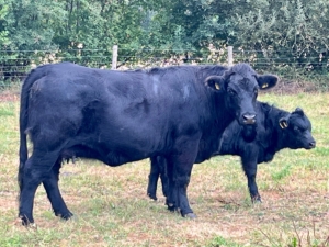 Miniaturansicht für das Anzeigenbild