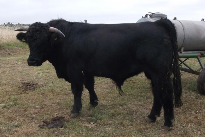 Welsh Black Bulle Chase – 06.05.2023 – Achim Vogt Welsh Black Bulle Chase - 06.05.2023 - Achim Vogt