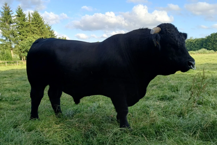 Welsh Black Bulle – Geronimo – 04.08.2022 – Bernd Rechten Welsh Black Bulle - Geronimo - 04.08.2022 - Bernd Rechten