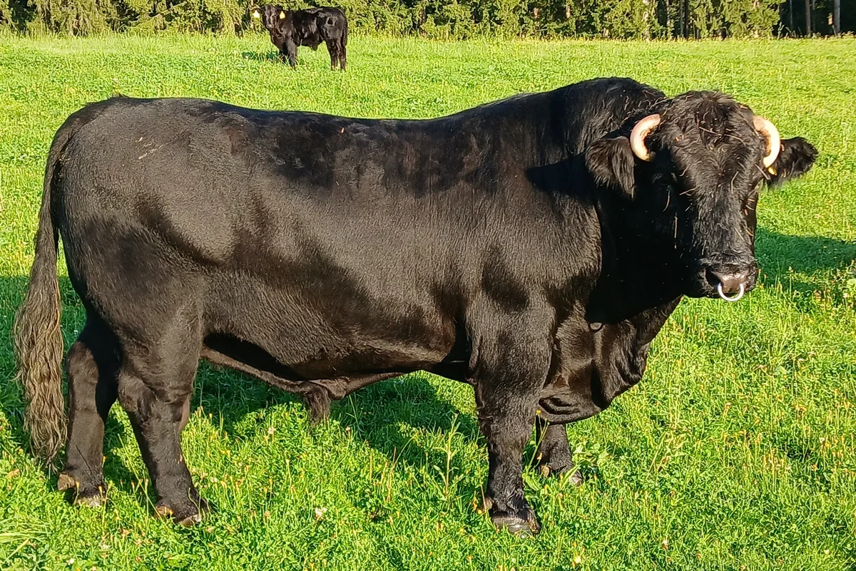 2. Platz Kategorie Welsh Black Bullen – Richard – 31.03.2018 – Jürgen Kleiser 2. Platz Kategorie Welsh Black Bullen – Richard – 31.03.2018 – Jürgen Kleiser