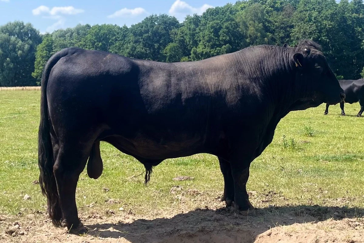 3. Platz Kategorie Welsh Black Bullen – Vim – 10.04.2022 – Jörg Hacke 3. Platz Kategorie Welsh Black Bullen – Vim – 10.04.2022 – Jörg Hacke