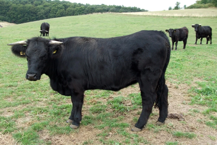 Welsh Black Färse Hazelnut – 23.07.2023 – Achim Vogt Welsh Black Färse Hazelnut - 23.07.2023 - Achim Vogt