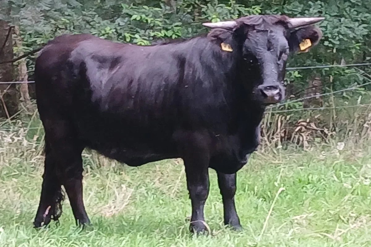 3. Platz Welsh Black Färse Inge – 13.01.2024 – Bernd Rechten 3. Platz Welsh Black Färse Inge – 13.01.2024 – Bernd Rechten