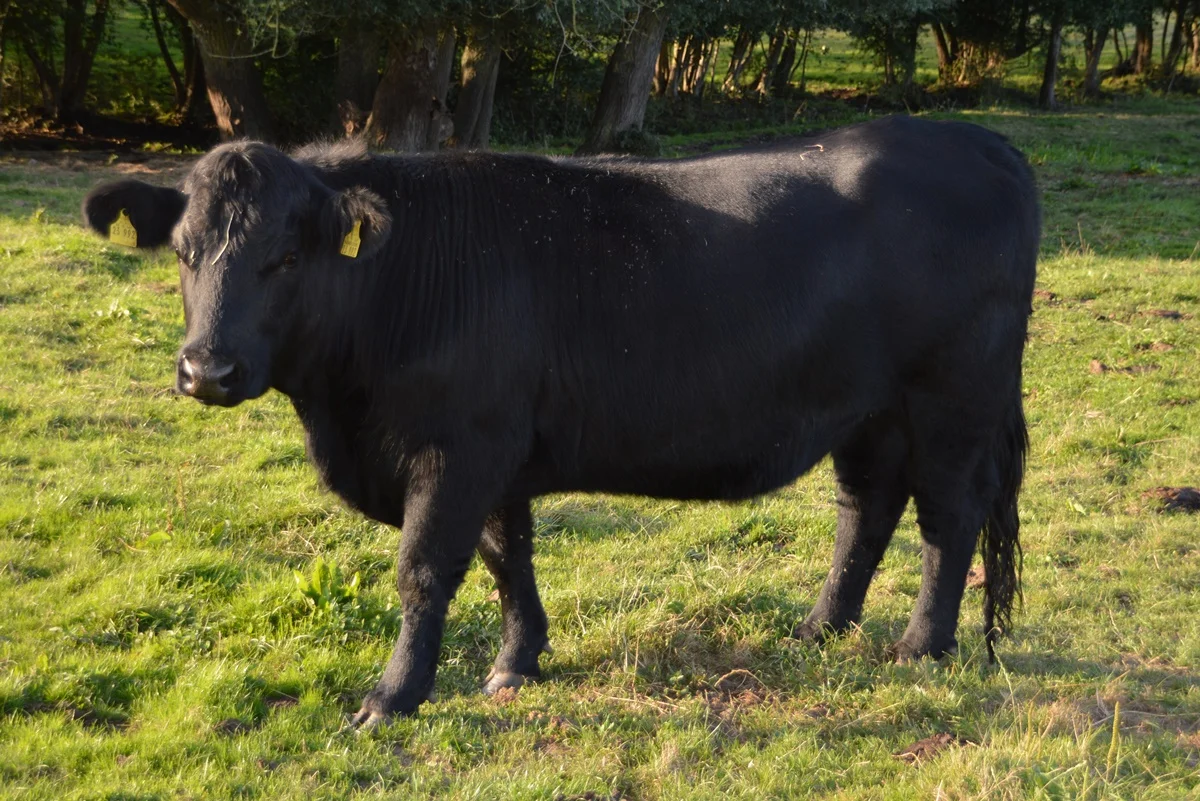 1. Platz Welsh Black Färse – Jette – 02.04.2023 – Bredenkamp / Wagner 1. Platz Welsh Black Färse – Jette – 02.04.2023 – Bredenkamp / Wagner