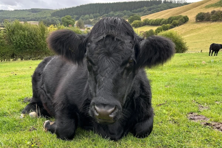 Welsh Black Färse – 30.01.2022- Robin Ransome Welsh Black Färse - 30.01.2022- Robin Ransome