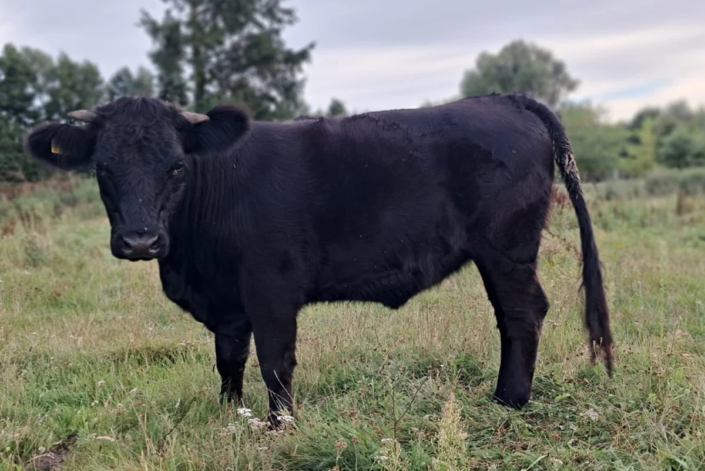 Welsh Black Färse Milla – 14.01.2024 – Karl-Heinz Burchardt Welsh Black Färse Milla - 14.01.2024 - Karl-Heinz Burchardt