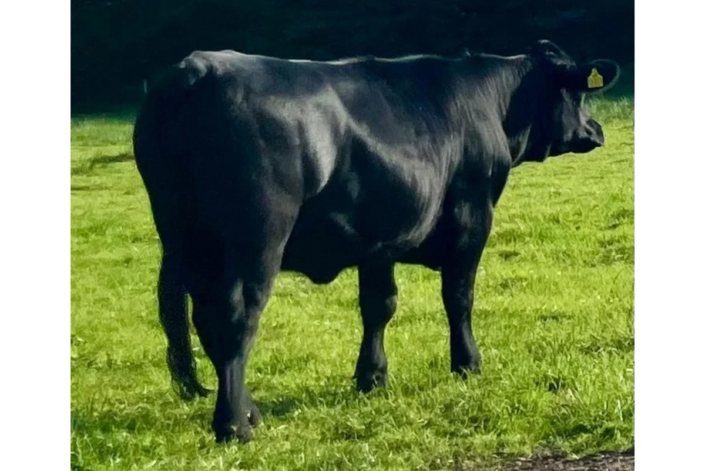 Welsh Black Färse Jetty – 21.04.2023 – Jörg Hacke Welsh Black Färse Jetty - 21.04.2023 - Jörg Hacke