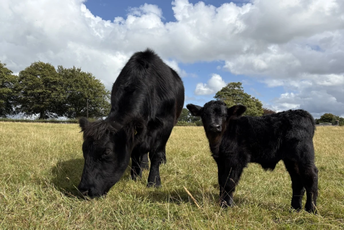 Welsh Black Kuh mit Kalb – Brysgaga-Addawol-84th 05.05.2021 – Rebecca Tandy Welsh Black Kuh mit Kalb - Brysgaga-Addawol-84th 05.05.2021 - Rebecca Tandy