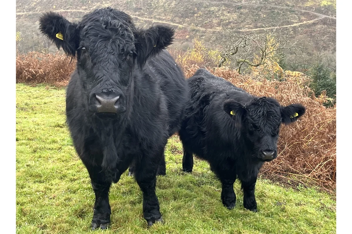 2. Platz Welsh Black Kuh mit Kalb RhydGethin-Menna- 23.03.2024 – Garath Robertsethin-Menna-6th- 24.03.2020 – RhydGethin-Menna- 2. Platz Welsh Black Kuh mit Kalb RhydGethin-Menna- 23.03.2024 – Garath Robertsethin-Menna-6th- 24.03.2020 – RhydGethin-Menna-