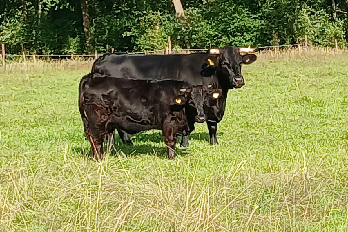 1. Platz Welsh Black Kuh mit Kalb – Benita – 04.06.2018 – Bibi – 04.10.2024 – Bernd Rechten 1. Platz Welsh Black Kuh mit Kalb – Benita – 04.06.2018 – Bibi – 04.10.2024 – Bernd Rechten