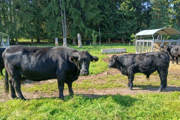 Welsh Black Kuh mit Kalb – Heike 01.10.2017 – Robin 16.02.2025 Welsh Black Kuh mit Kalb - Heike 01.10.2017 - Robin 16.02.2025