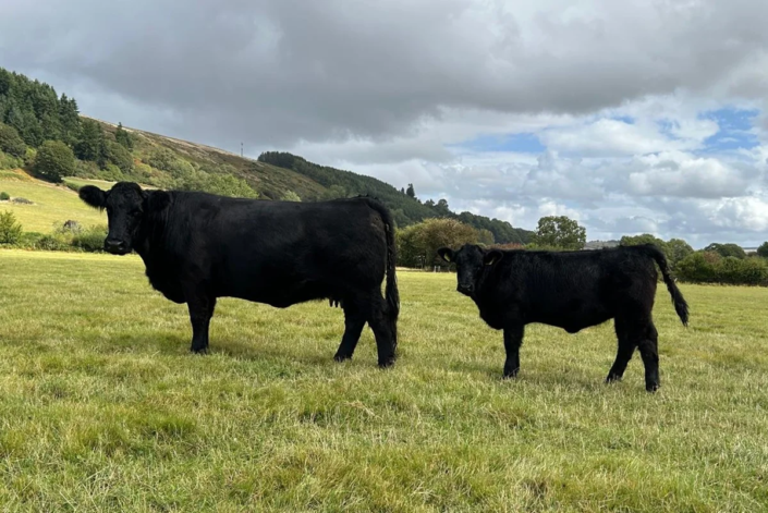 Kuh mit Kalb – Robin Ransome Kuh mit Kalb - Robin Ransome