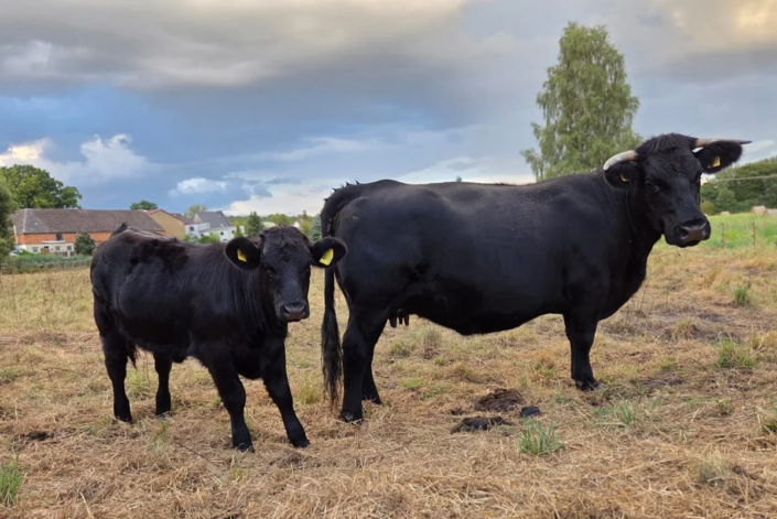 Welsh Black Kuh mit Kalb – Schlappidor – 03.04.2028 – Selma – 03.04.2028 – Karl-Heinz Burchardt Welsh Black Kuh mit Kalb - Schlappidor - 03.04.2028 - Selma - 03.04.2028 - Karl-Heinz Burchardt