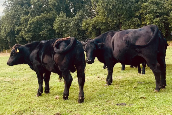 Welsh Black Kuh mit Kalb – Lilly 15.09.20 – Victor 12.12.2024 – Jörg Hacke Welsh Black Kuh mit Kalb - Lilly 15.09.20 - Victor 12.12.2024 - Jörg Hacke