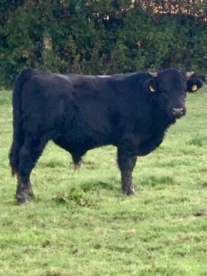 Miniaturansicht für das Anzeigenbild