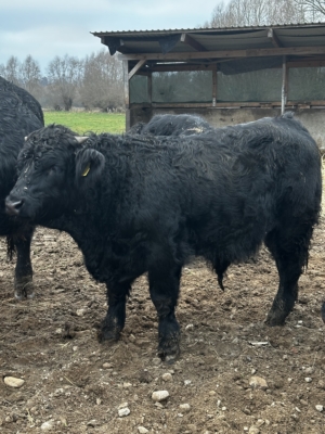 Körfähige Absetzter Bullen