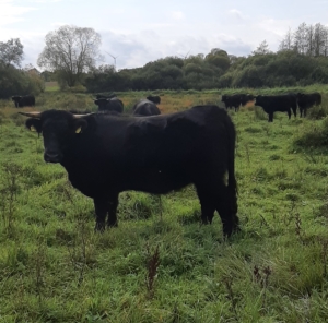 Welshblack vom Holmkamp