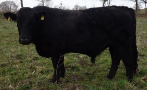 Miniaturansicht für das Anzeigenbild