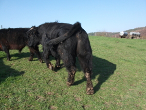 Miniaturansicht für das Anzeigenbild
